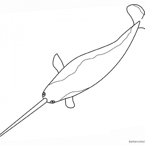 Realistic Narwhal Coloring Pages Drawing - Free Printable Coloring Pages