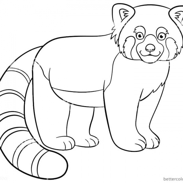 Red Panda Coloring Pages Black and White Sketch - Free Printable ...