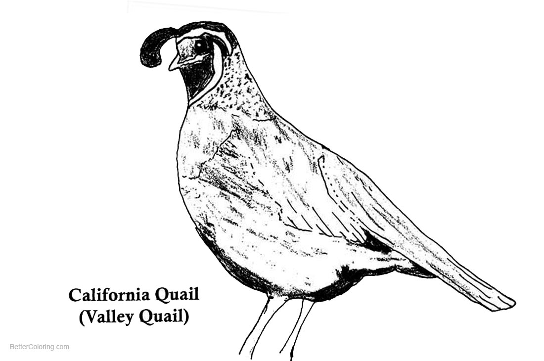 California Quail Coloring Pages Free Printable Coloring Pages