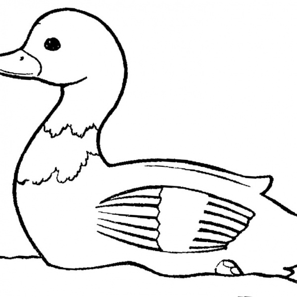 Mallard Duck Coloring Pages - Free Printable Coloring Pages