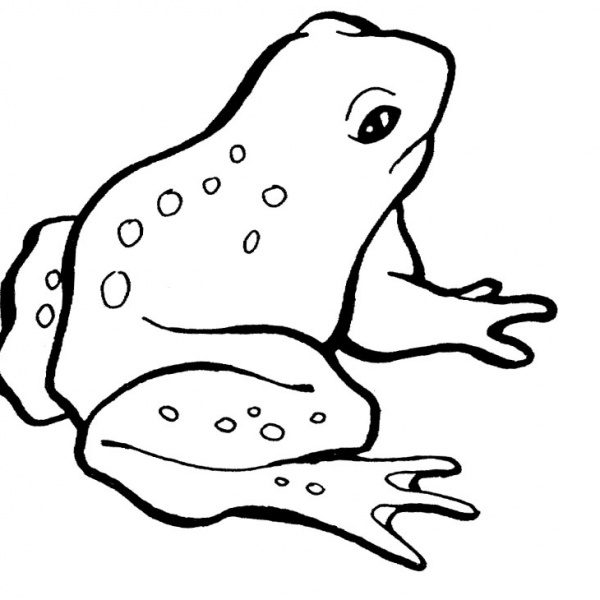 Frog Coloring Pages Red Eyes Frog - Free Printable Coloring Pages