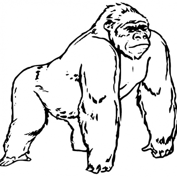 gorilla-coloring-pages-free-printable-coloring-pages