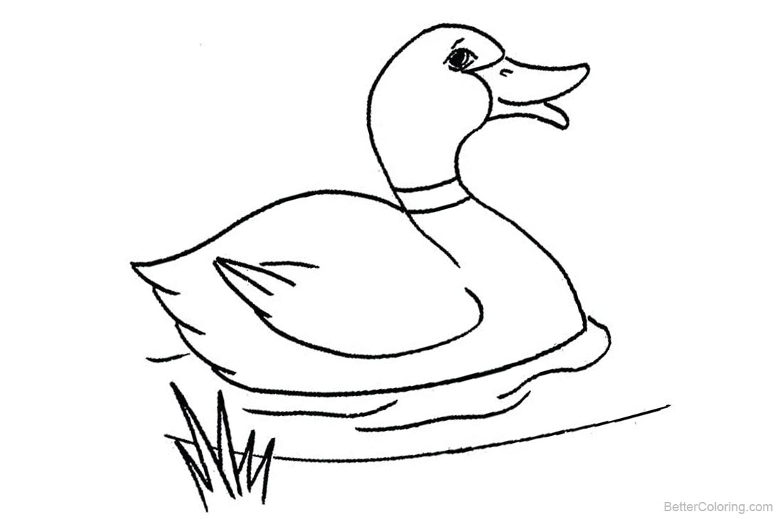 Mallard Duck Coloring Pages - Free Printable Coloring Pages