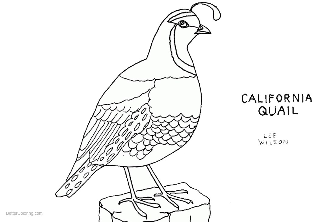 california quail coloring page California quail drawing at getdrawings ...