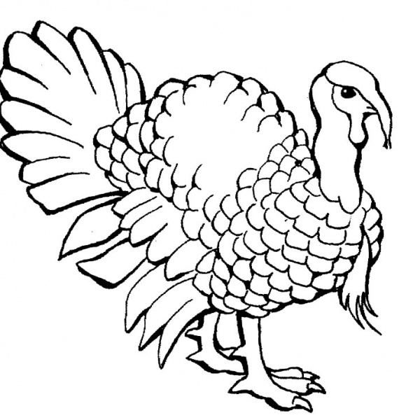 Turkey Coloring Pages Line Art - Free Printable Coloring Pages