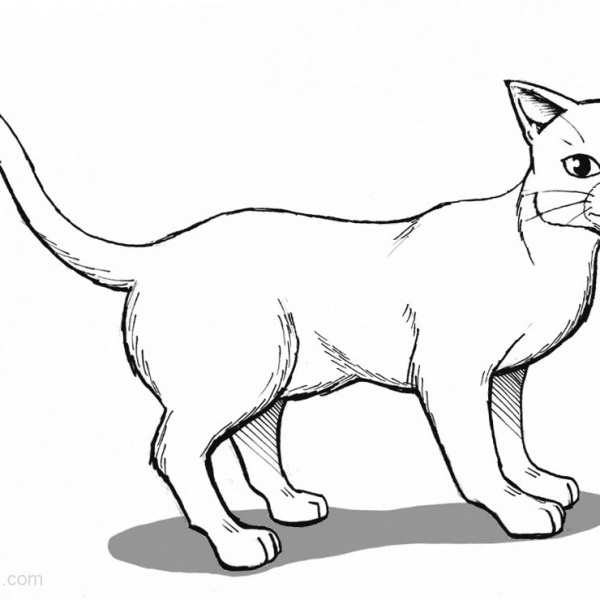 Winged Warrior Cats Coloring Pages - Free Printable Coloring Pages