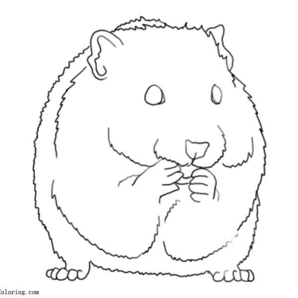 Hamster Coloring Pages Realistic Drawing - Free Printable Coloring Pages