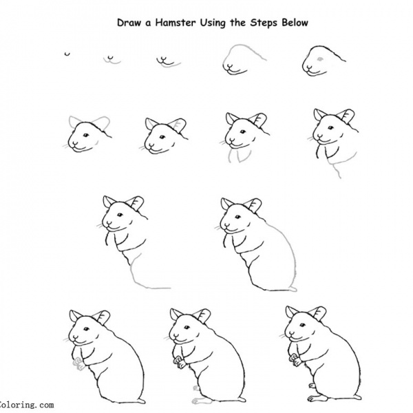 Hamster Coloring Pages Realistic Drawing - Free Printable Coloring Pages