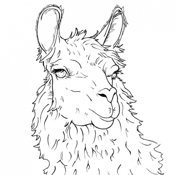 llama coloring pages badge no prob free printable coloring pages