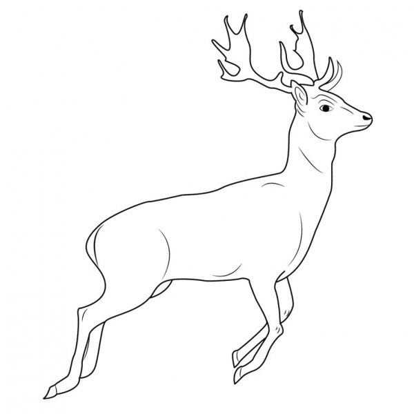 Reindeer Coloring Pages Craft Template - Free Printable Coloring Pages