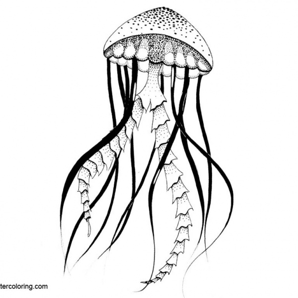 Simple Jellyfish Coloring Pages - Free Printable Coloring Pages