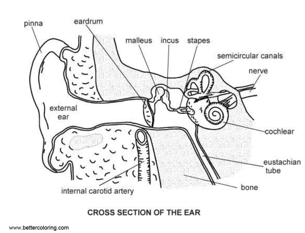 Anatomy Coloring Pages Ear Diagram Free Printable Coloring Pages