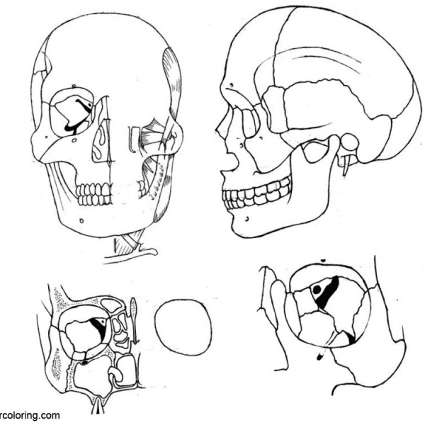 Anatomy Coloring Pages Free Printable Coloring Pages