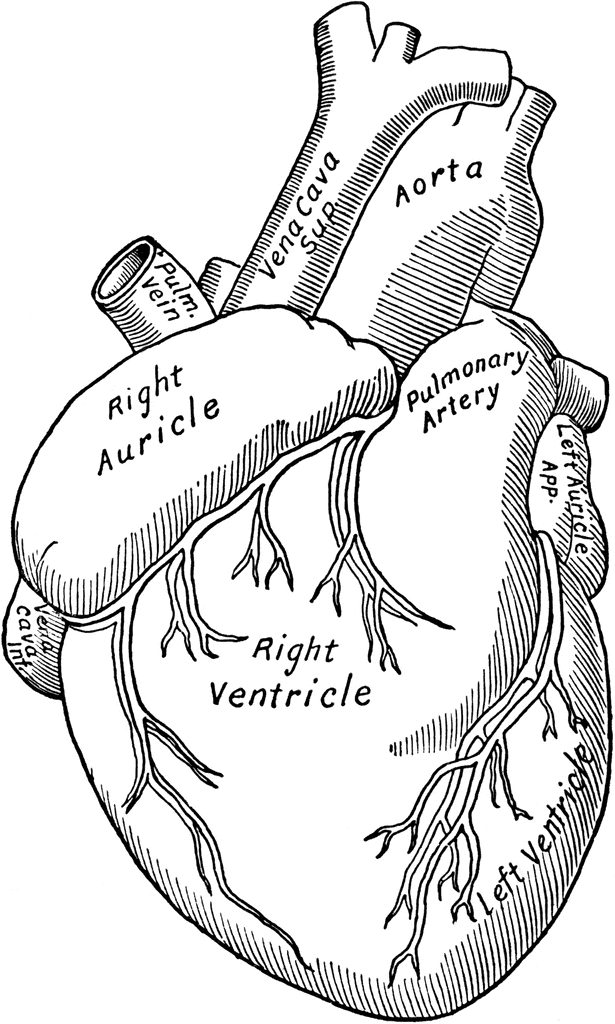 Anatomy Heart Coloring Pages Free Printable Coloring Pages