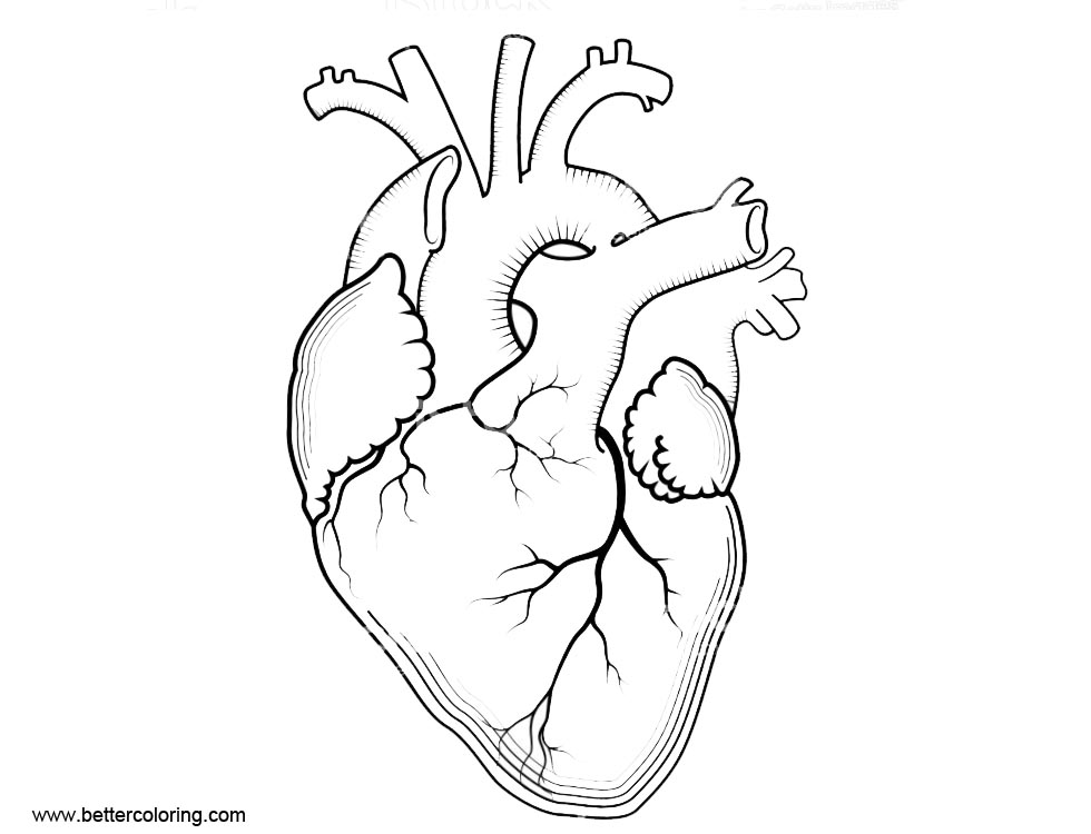 heart anatomy pages to print coloring pages