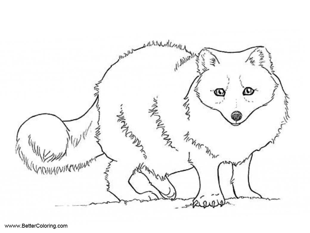 Download 42 Mammals Foxes Arctic Fox Coloring Pages PNG PDF File Free 49018 Download Mockups 