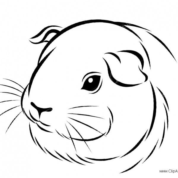 Guinea Pig Coloring Pages Ink - Free Printable Coloring Pages