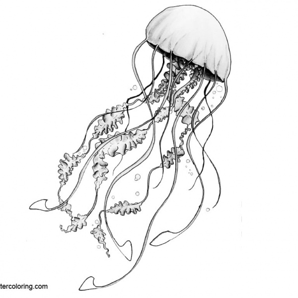 Jellyfish Coloring Pages Illustrations - Free Printable Coloring Pages