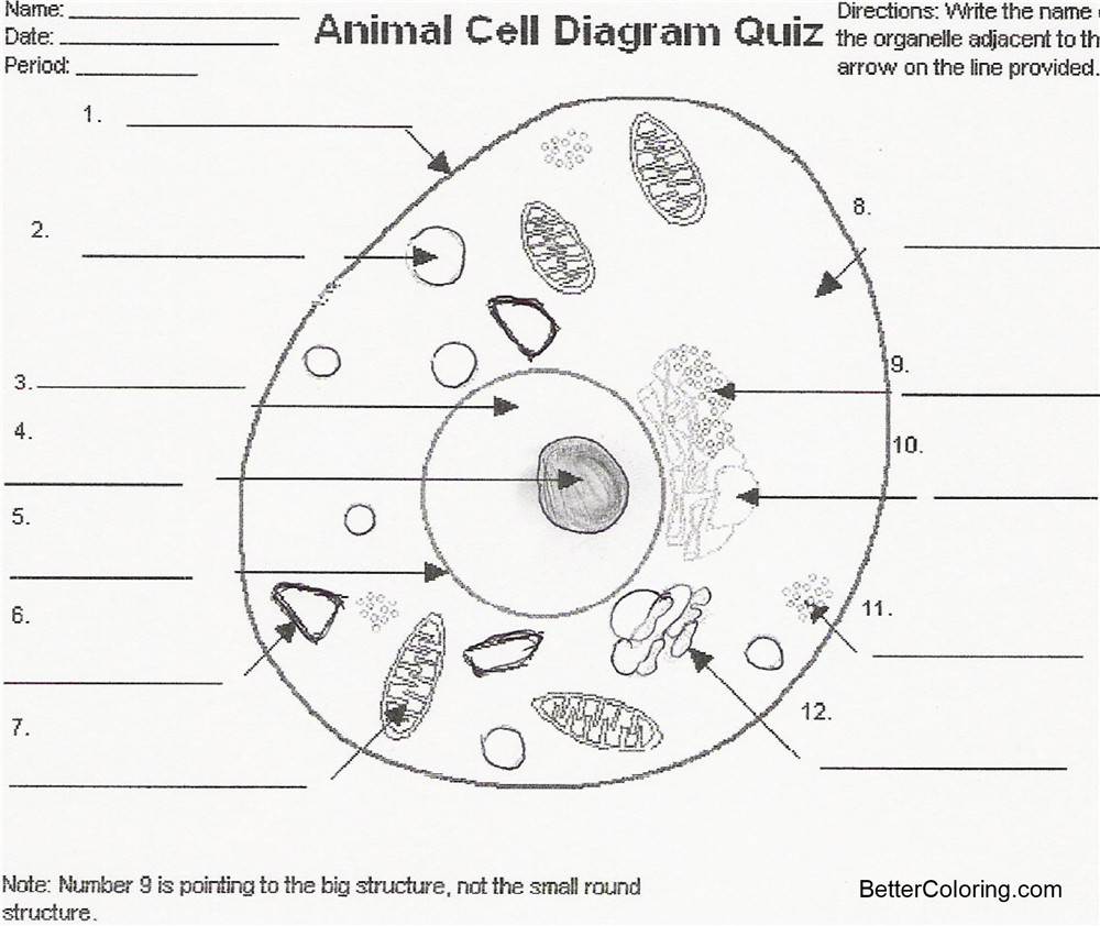 Hudyarchuleta Animal Cell Diagram Coloring Sheet