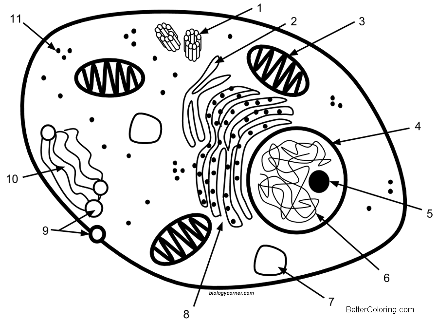 Animal Cell Coloring Pages Cell Labeling - Free Printable Coloring Pages