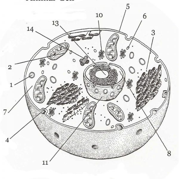 Printable Animal Cell Coloring Pages with Labeling - Free Printable ...