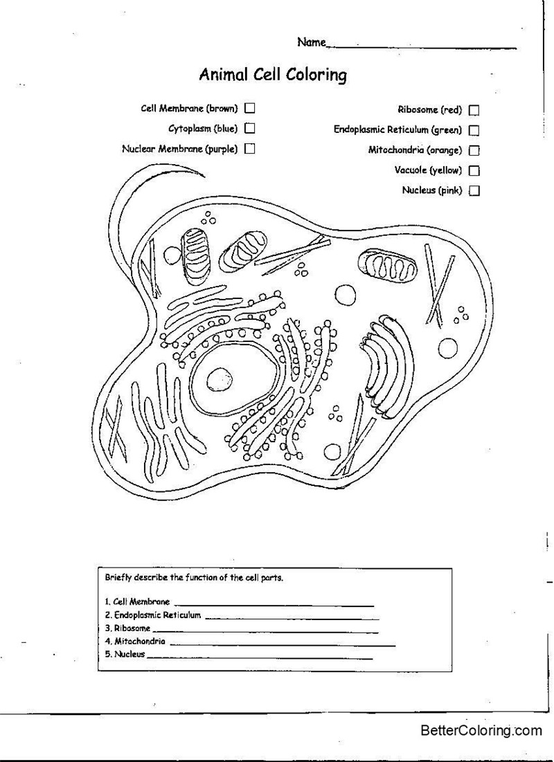 Animal Cell Coloring Pages Worksheets - Free Printable Coloring Pages