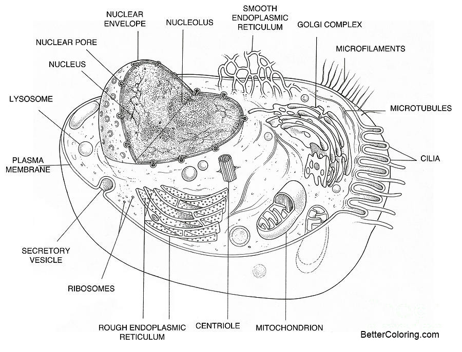 Animal Cell Coloring Diagram