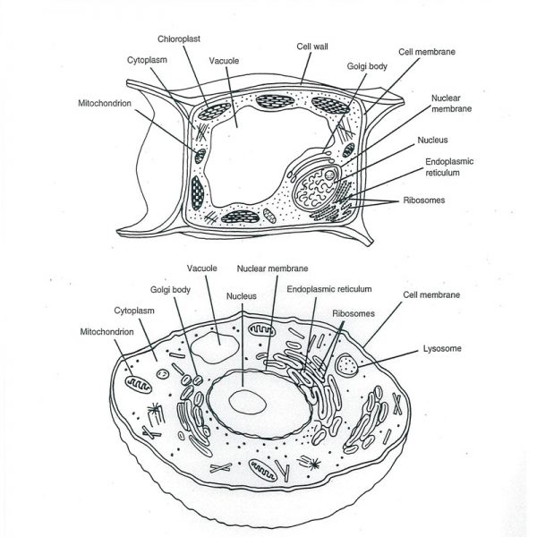 Animal Cell Coloring Pages Magna Cell Structures and Functions - Free ...
