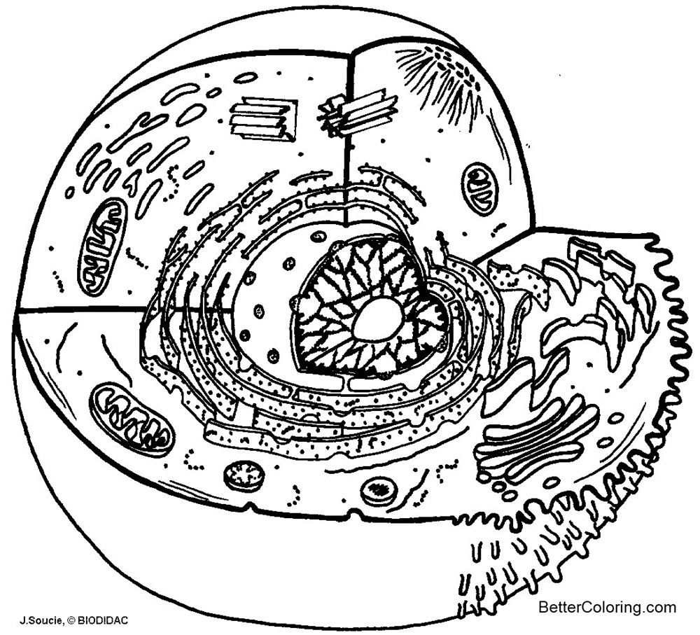 Diagram Animal Cell Coloring Pages - Free Printable Coloring Pages
