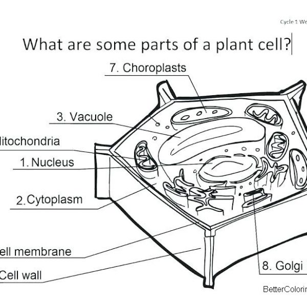 Plant Cell Coloring Pages - Free Printable Coloring Pages