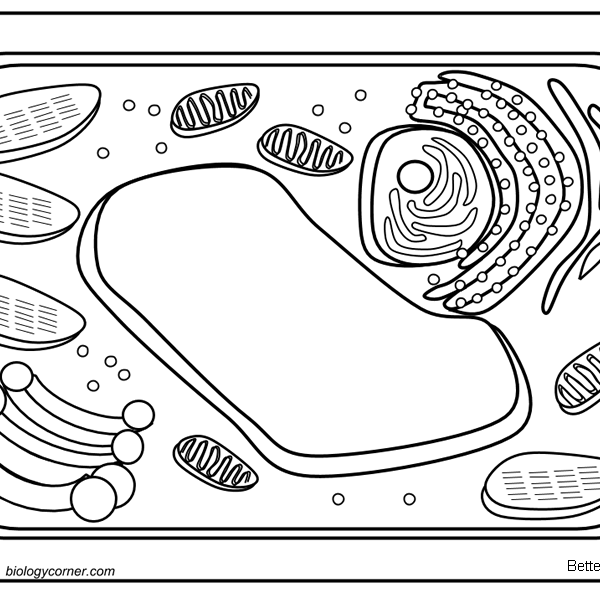 Plant Cell Coloring Pages - Free Printable Coloring Pages