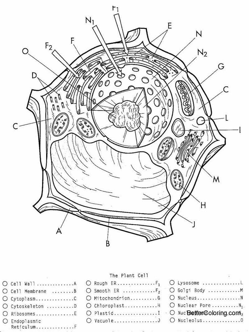 Plant Cell Coloring Pages Black and White - Free Printable Coloring Pages