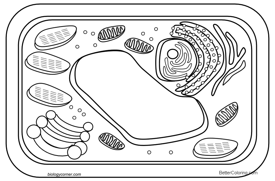Plant Cell Coloring Pages - Free Printable Coloring Pages
