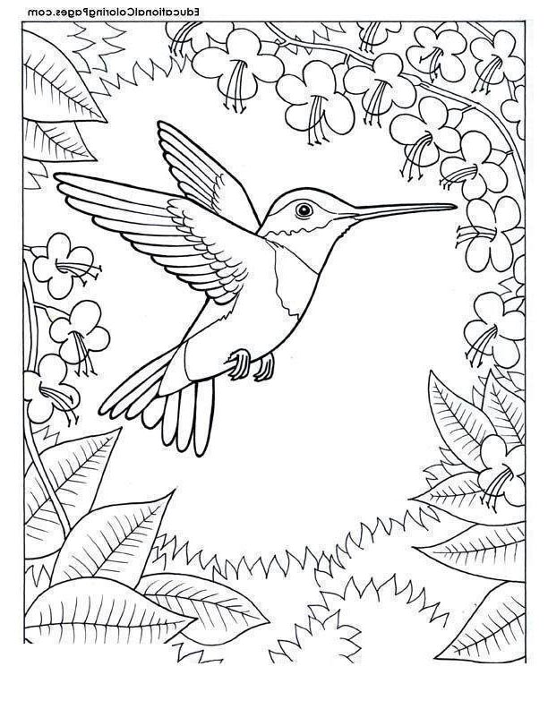 44 Top Coloring Pages Of Hummingbirds Download Free Images