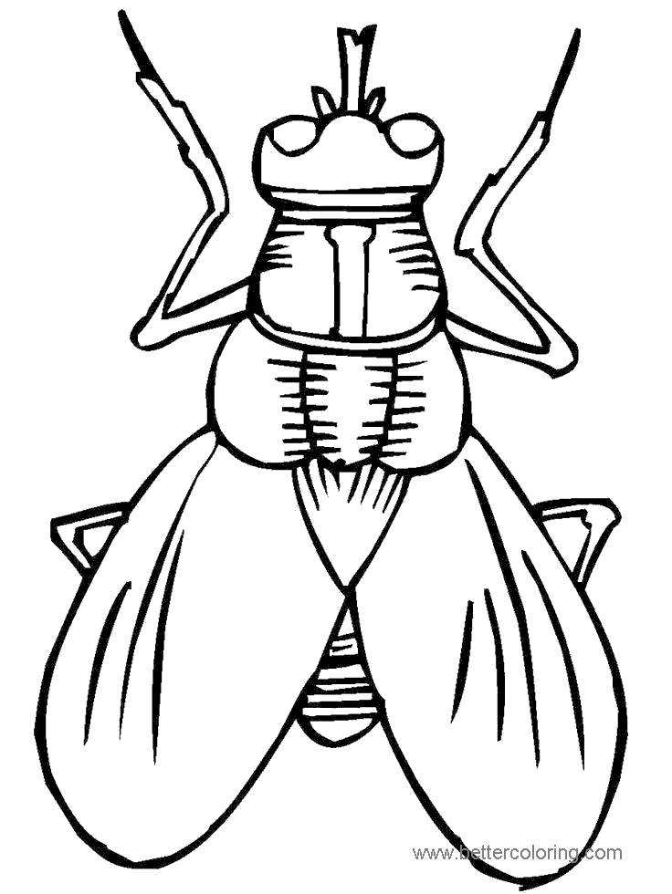 40 Top Coloring Pages For Bugs For Free